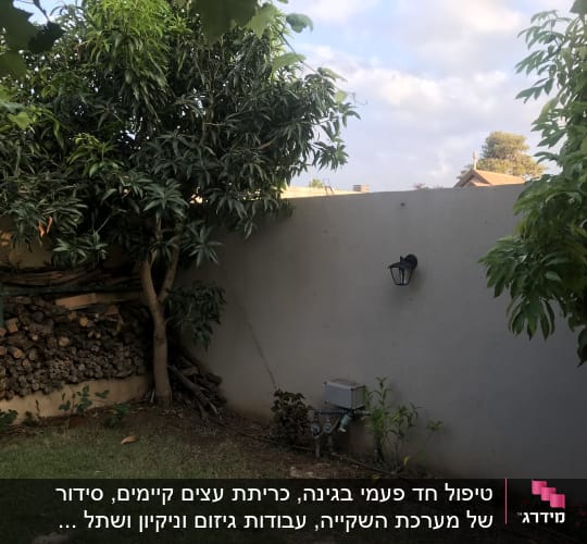 עץ גדול ליד קיר עם ערימת עצים לגינון